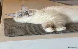 Ragdoll cats for sale: Blue Lynx TICA boy  - Image 24