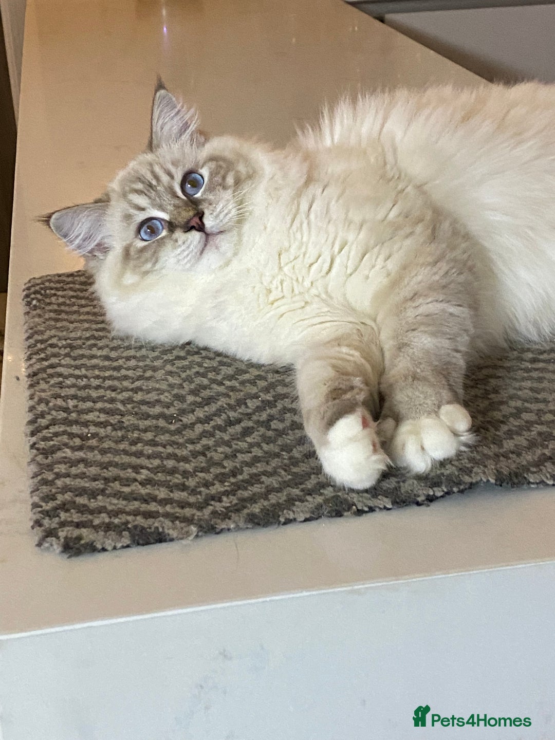 Ragdoll cats for sale: Blue Lynx TICA boy  - Image 24