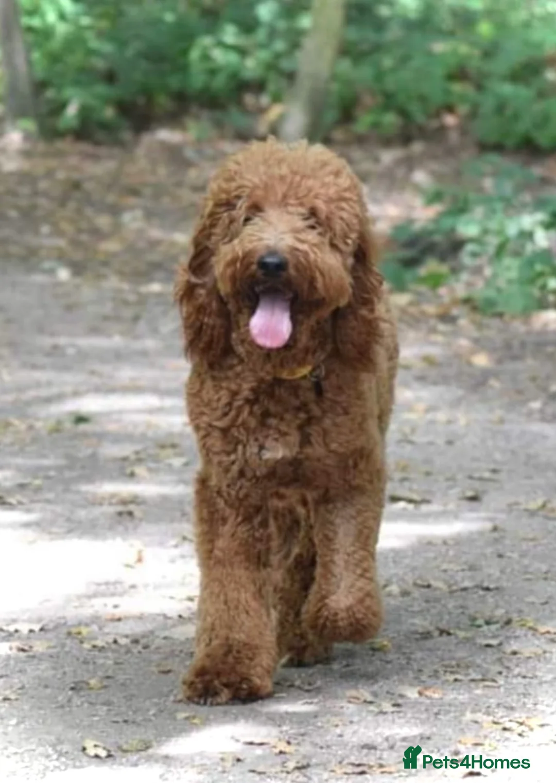 Irish Doodle dogs for stud: Proven stud Irish doodle x - Advert 1