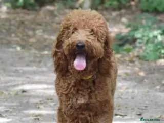 Irish Doodle dogs for stud: Proven stud Irish doodle x - Advert 1