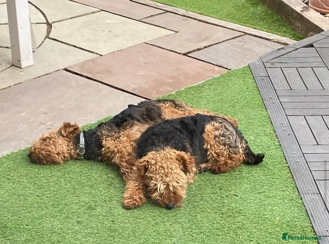 Welsh Terrier dogs for sale: PLL clear, Stunning KC reg Welsh Terrier Puppies - Advert 9