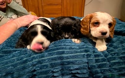 Cockalier dogs for sale: Beautiful little boys  - Image 6