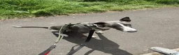 Mixed Breed dogs for sale: Lurcher Pup in Exeter - Advert 2