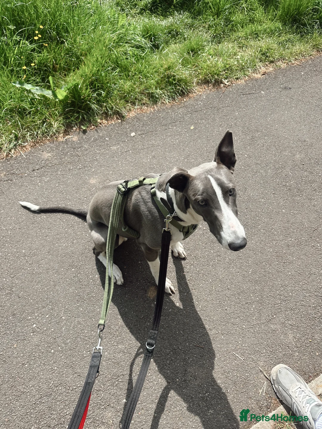 Mixed Breed dogs for sale: Lurcher Pup in Exeter - Advert 2