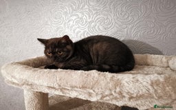 British Shorthair cats for sale: Stunning GCCF reg BSH kittens Ready to leave!! - Image 8