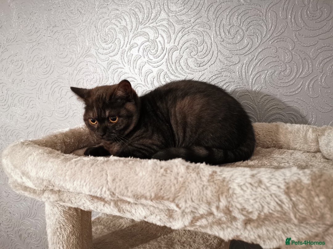 British Shorthair cats for sale: Stunning GCCF reg BSH kittens Ready to leave!! - Image 8