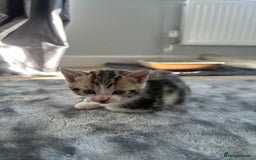 Bengal cats for sale: 5 Beautiful Bengal kittens  - Image 7