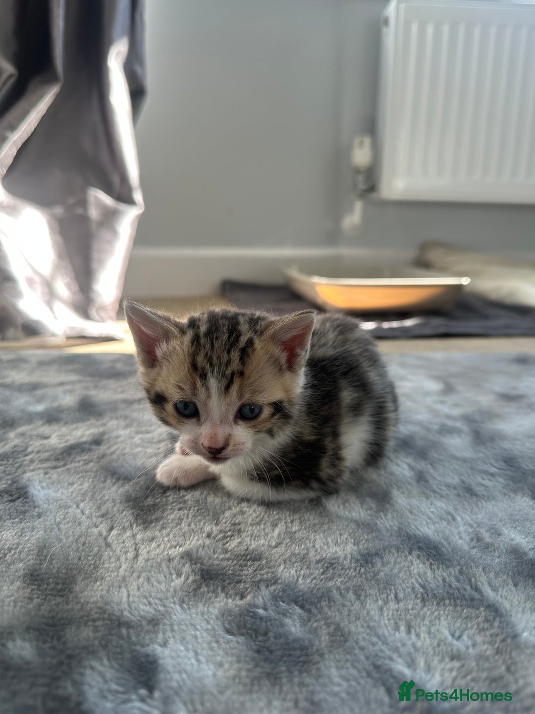 Bengal cats for sale: 5 Beautiful Bengal kittens  - Image 7