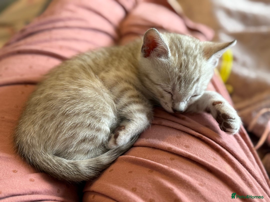 Bengal cats for sale: 💙Stunning Silver Mink Bengal TICA registered  - Image 4