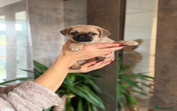 Pug dogs for sale: Adorable Pug x Pomeranian Puppies, Ready Today. - Image 18