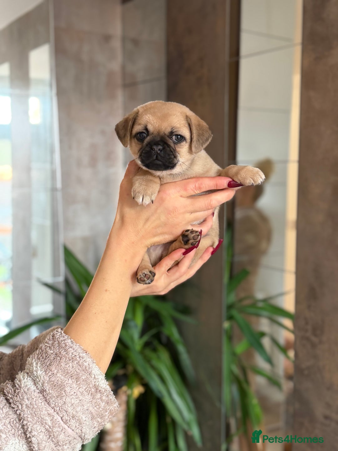 Pug dogs for sale: Adorable Pug x Pomeranian Puppies, Ready Today. - Image 18