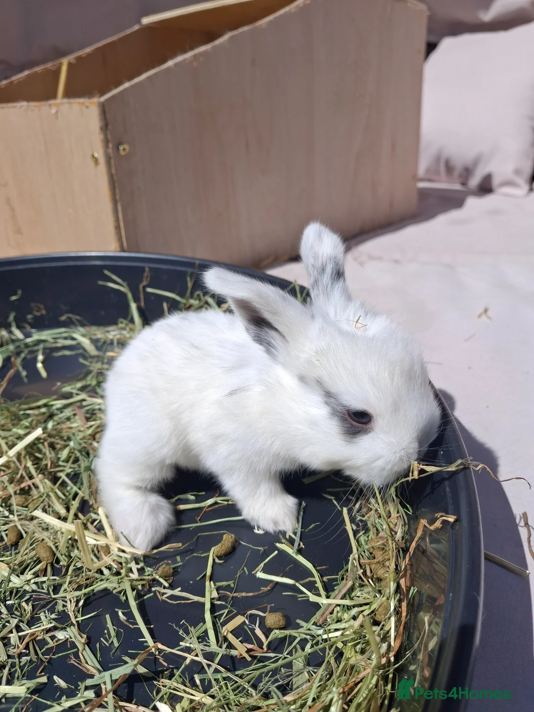 Mini Lop rabbits for sale: Mini lop baby rabbits  in Grimsby - Advert 12