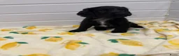 Cocker Spaniel dogs for sale: Cocker spaniel puppies  in Birmingham - Advert 7