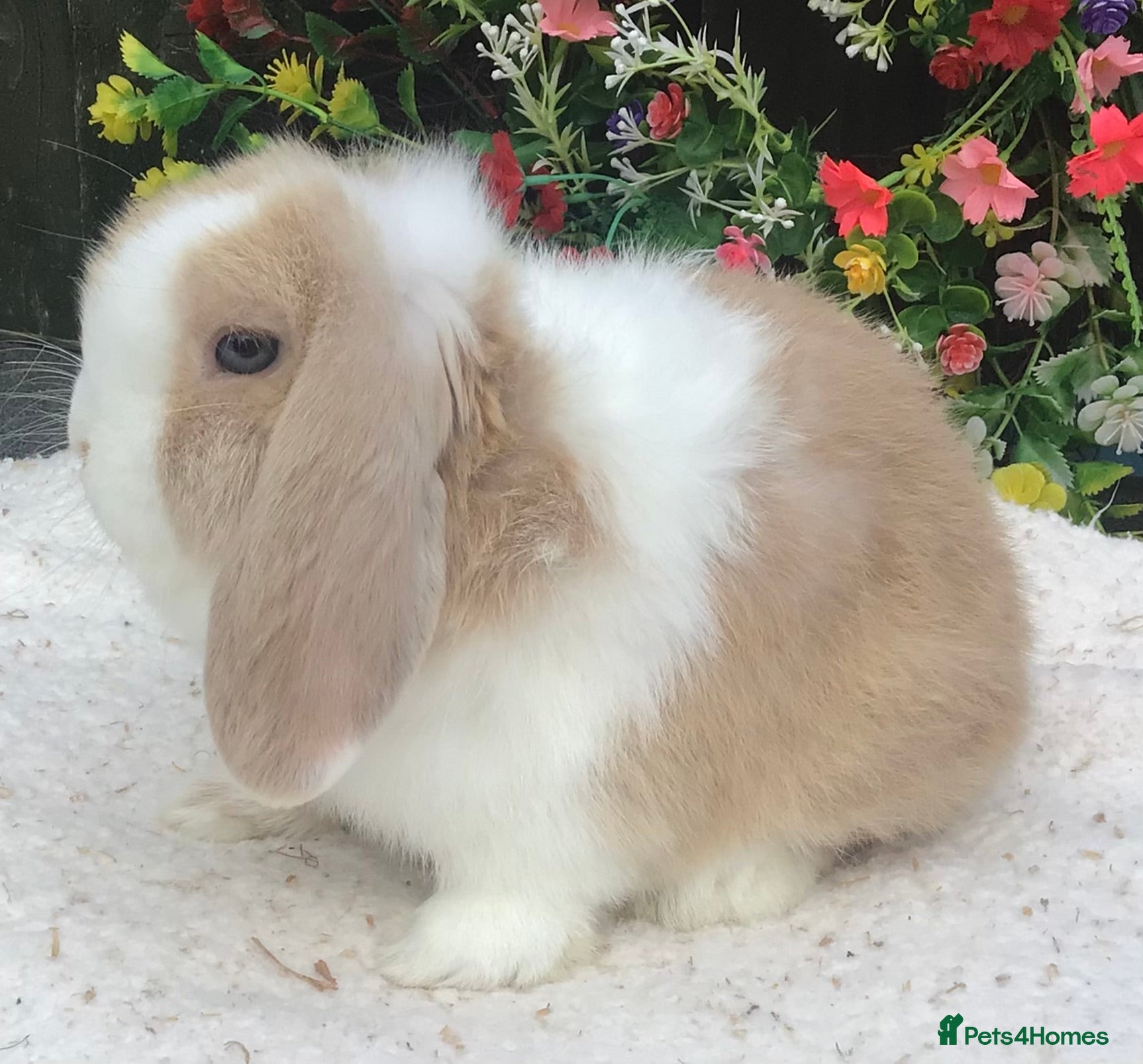 Mini Lop rabbits Mini lop buck - Advert 15