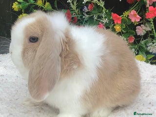 Mini Lop rabbits Mini lop buck - Advert 13