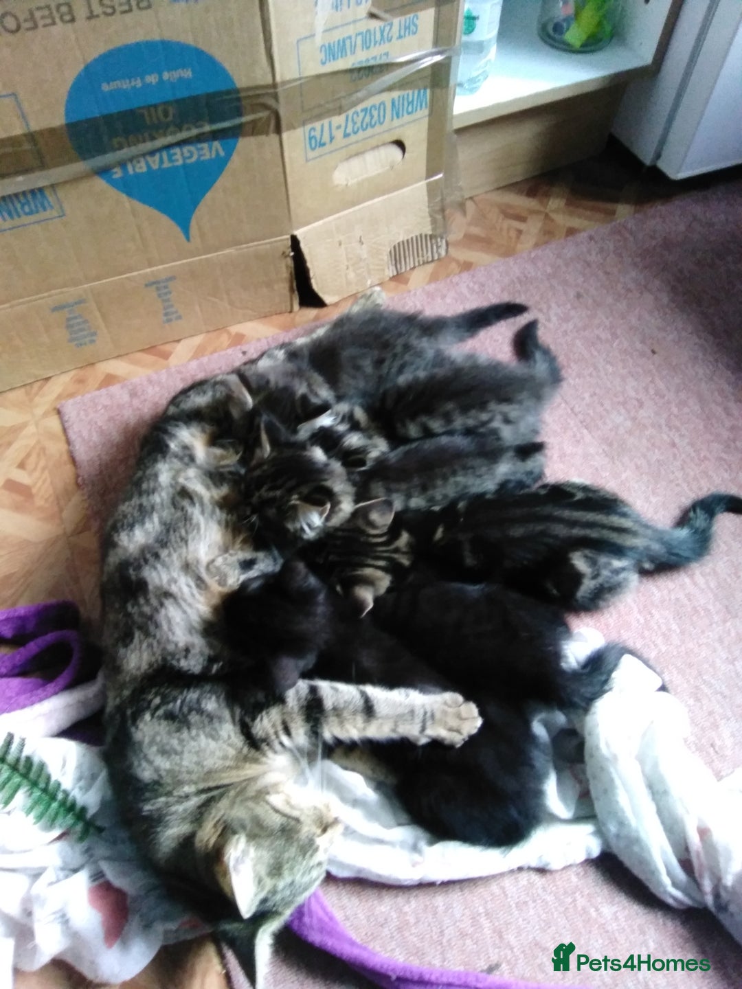 Domestic Shorthair cats for sale: Beautiful kittens looking for, forever homes. - Image 19