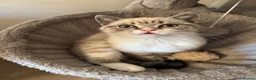 British Shorthair cats for sale: 🌸 British Shorthair Female Kitten – 3 Months Old  in Reading - Advert 8
