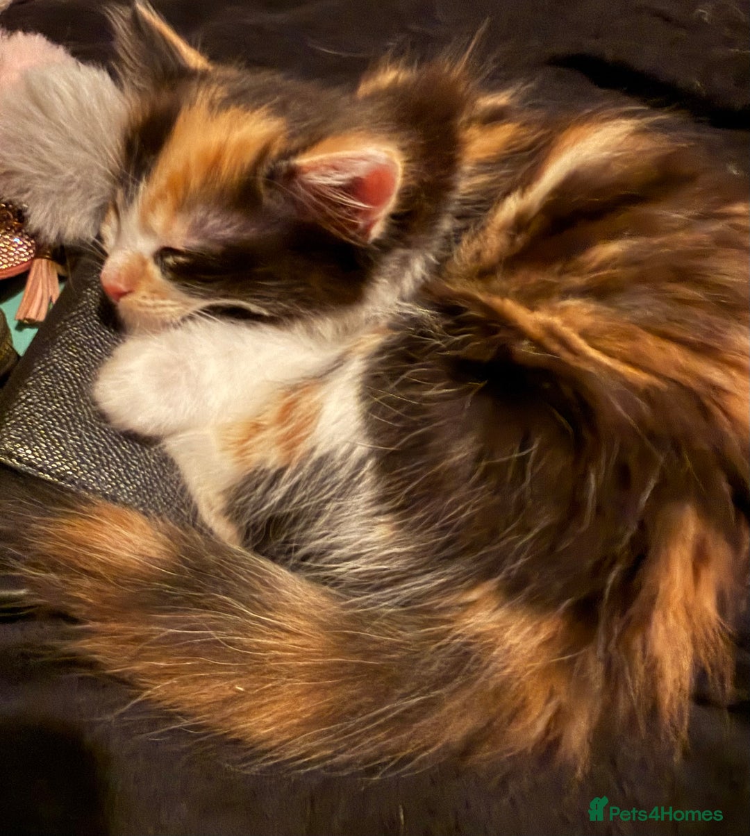 Ragdoll cats for sale: Stunning Ragdolls kittens available  - Advert 11