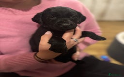 Labrador Retriever dogs for sale: Outstanding Litter of KC registered Labradors  - Image 31