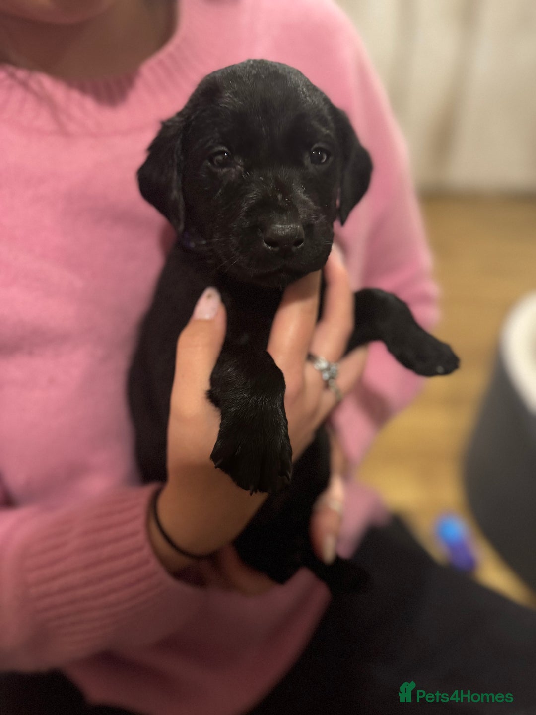 Labrador Retriever dogs for sale: Outstanding Litter of KC registered Labradors  - Image 31