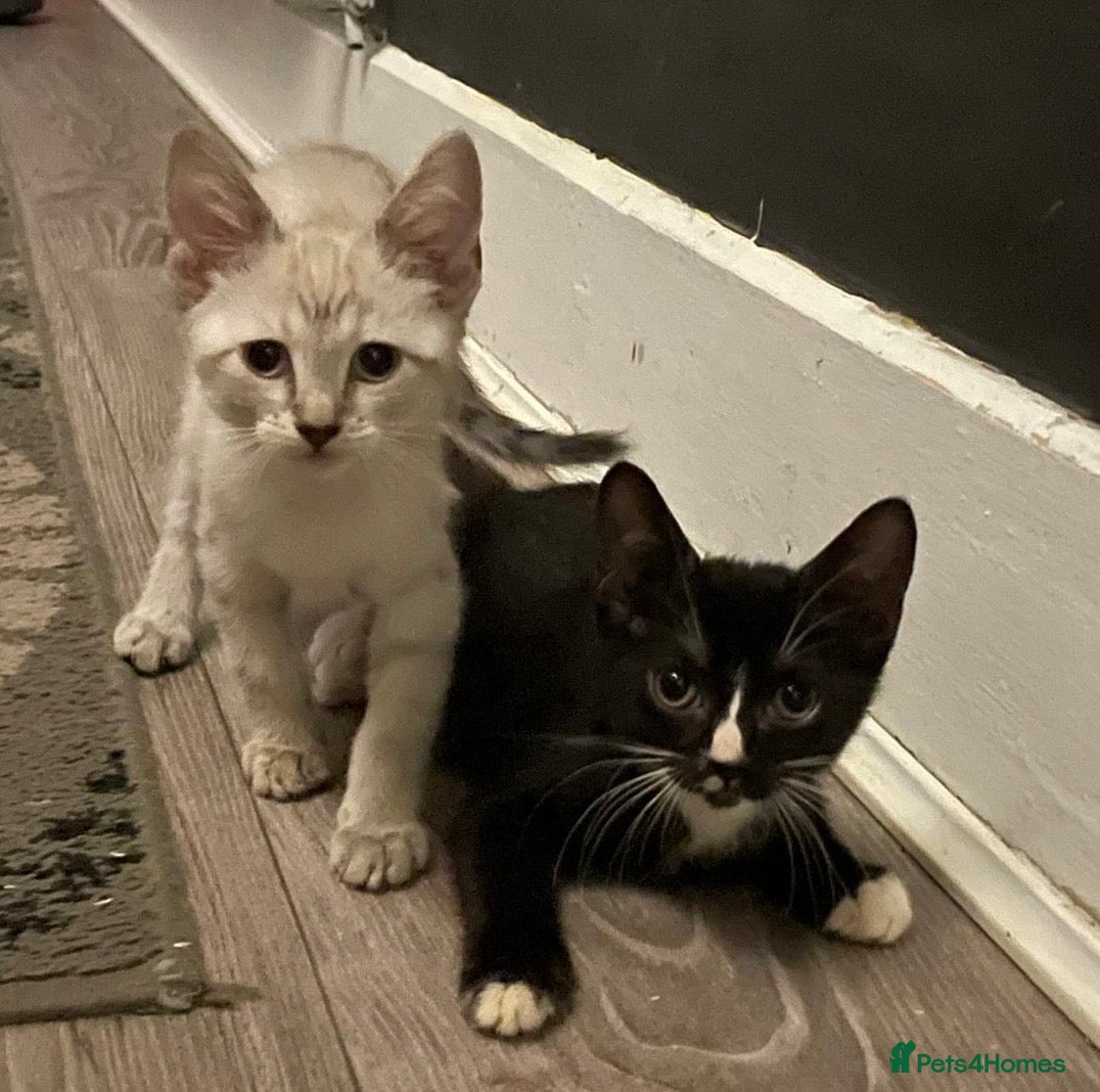 Sphynx cats Last 2x haired Sphynx kittens - Ready Now  - Advert 3