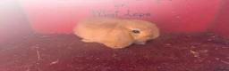 Mini Lop rabbits for sale: Mini lop baby rabbits ready now  - Advert 3