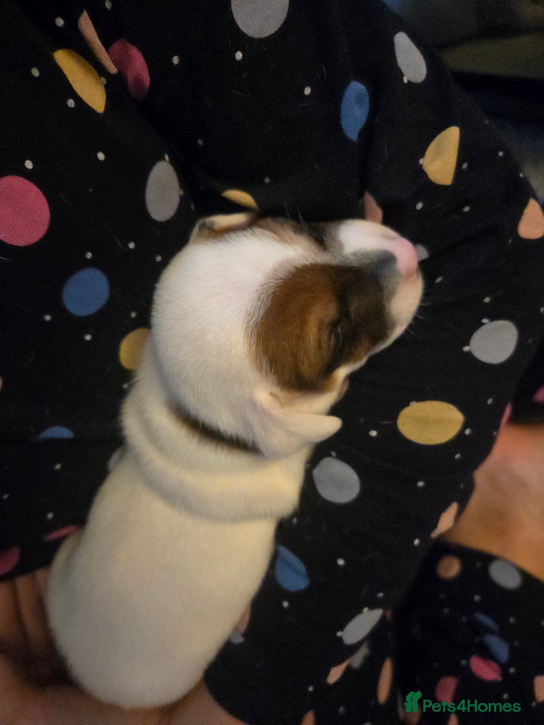 Jack Russell dogs for sale: Jack russell puppy - Advert 6