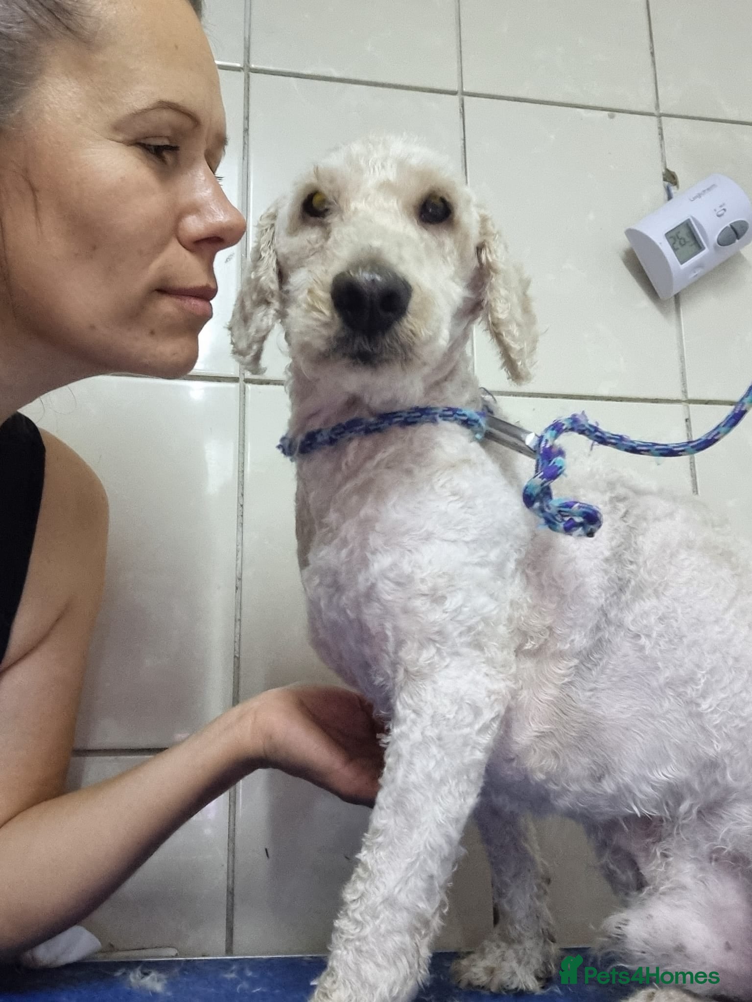 Lagotto Romagnolo dogs SNOWY - Aptly named for a winter Adoption!  - Advert 1