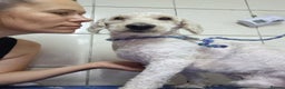 Lagotto Romagnolo dogs for adoption: SNOWY - Aptly named for a winter Adoption!  - Advert 9