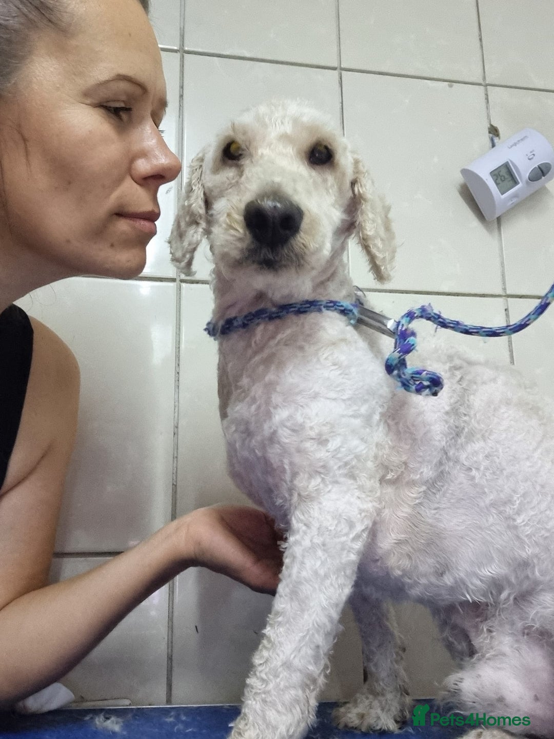 Lagotto Romagnolo dogs for adoption: SNOWY - Aptly named for a winter Adoption!  - Advert 9