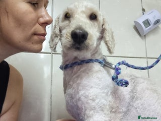 Lagotto Romagnolo dogs SNOWY - Aptly named for a winter Adoption! - Advert 14