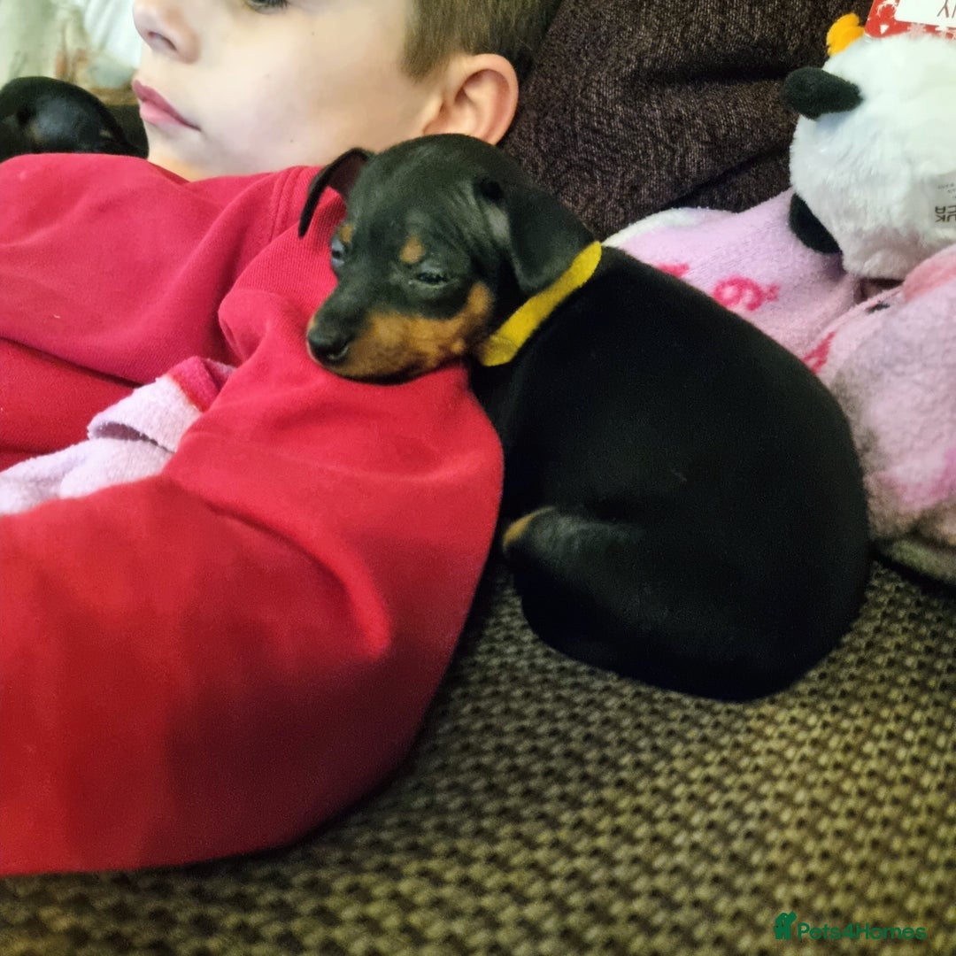 Miniature Pinscher dogs for sale: Miniature pinscher pups - Advert 36