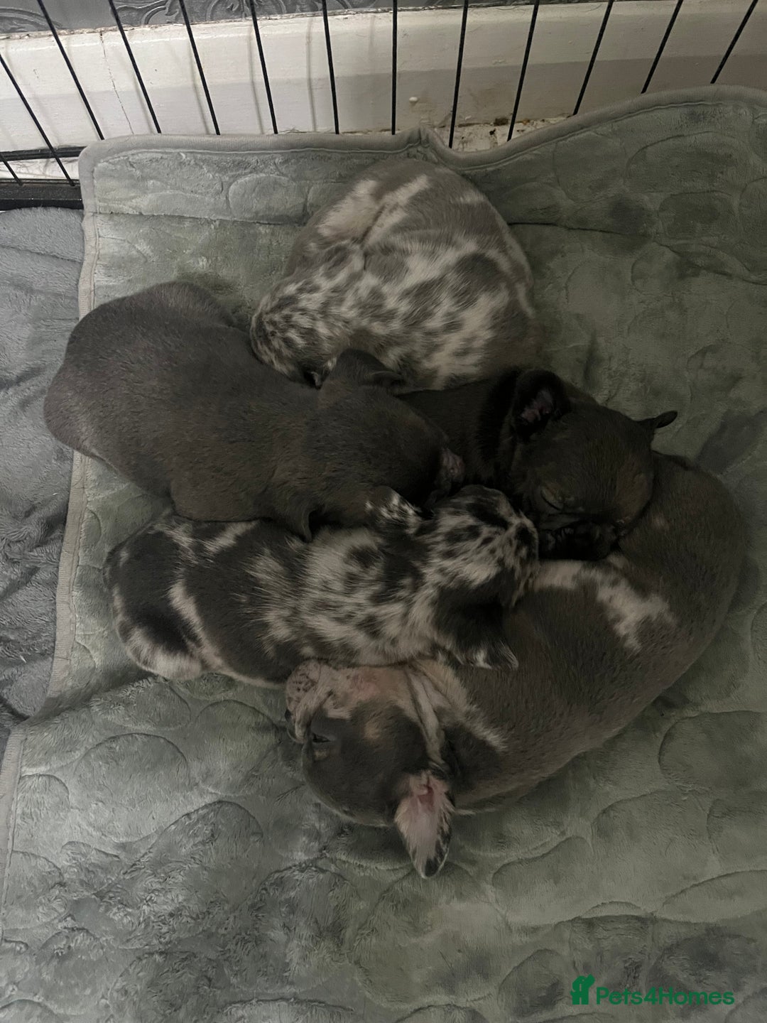 French Bulldog dogs for sale: Lilac carrying fluffy  - Advert 7