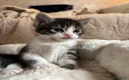 Mixed Breed cats for sale: 3 beautiful kittens looking for homes! - Advert 6