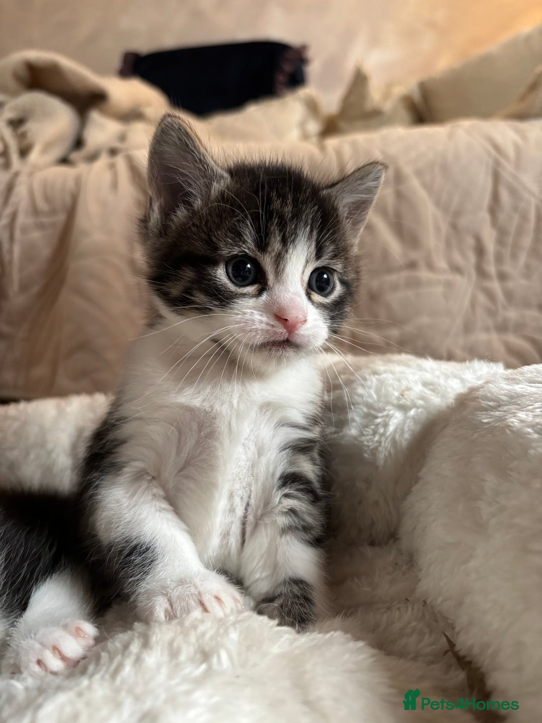 Mixed Breed cats for sale: 3 beautiful kittens looking for homes! - Advert 6