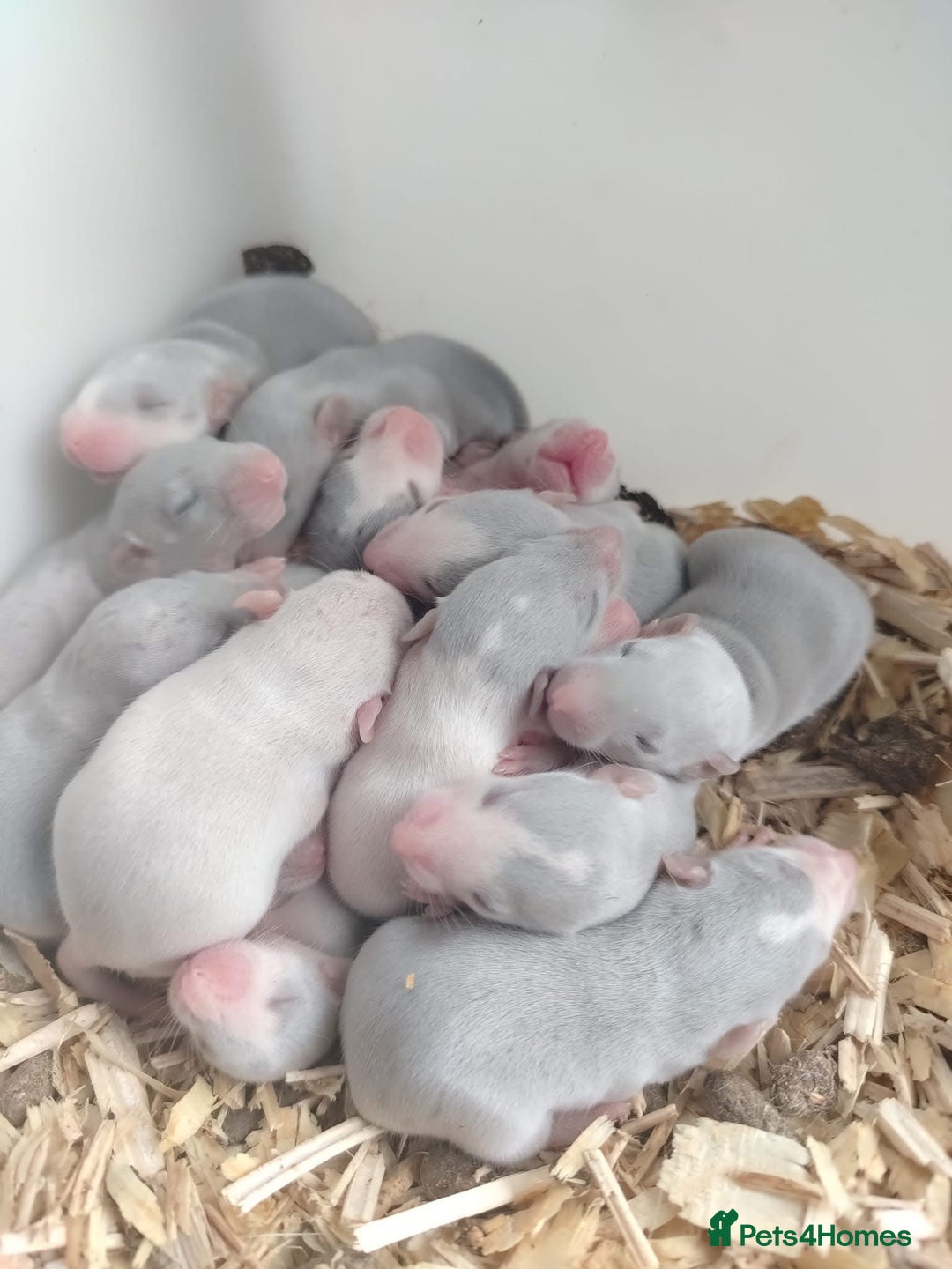 Rat rodents for sale: Fancy Rats - Advert 8