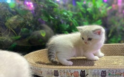 Scottish Fold cats for sale: TICA Full Pedigree kitten available  - Image 2