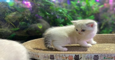 Scottish Fold cats - Advert 14