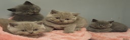 British Shorthair cats for stud: 🐈‍⬛ GIZZY THE STUD 🐈‍⬛ GCCF AND TICA REGISTERED  in Solihull - Advert 20