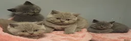 British Shorthair cats for stud: 🐈‍⬛ GIZZY THE STUD 🐈‍⬛ GCCF AND TICA REGISTERED  in Solihull - Advert 20