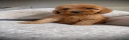 Cockapoo dogs for sale: Amazing red cockapoos  - Advert 13