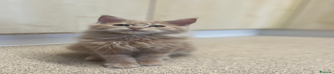 Maine Coon Kitten 3