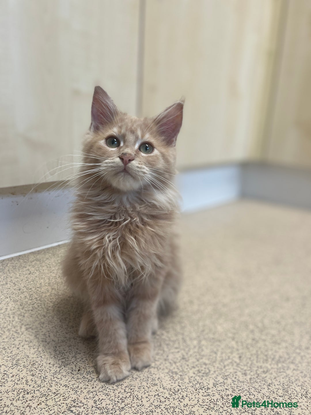 Maine Coon cats for sale: Last 2 boys left   - Image 11