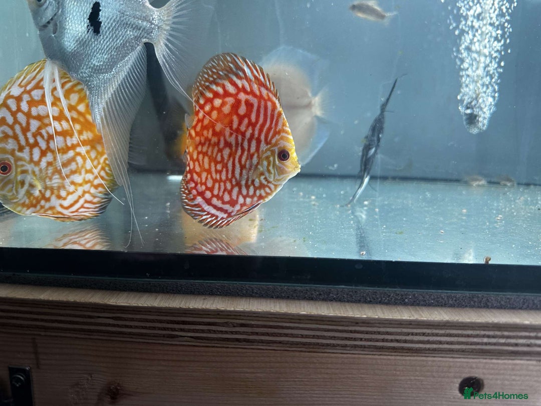 Discus fish for sale: 4 Discus and 4 angelfish  - Image 3