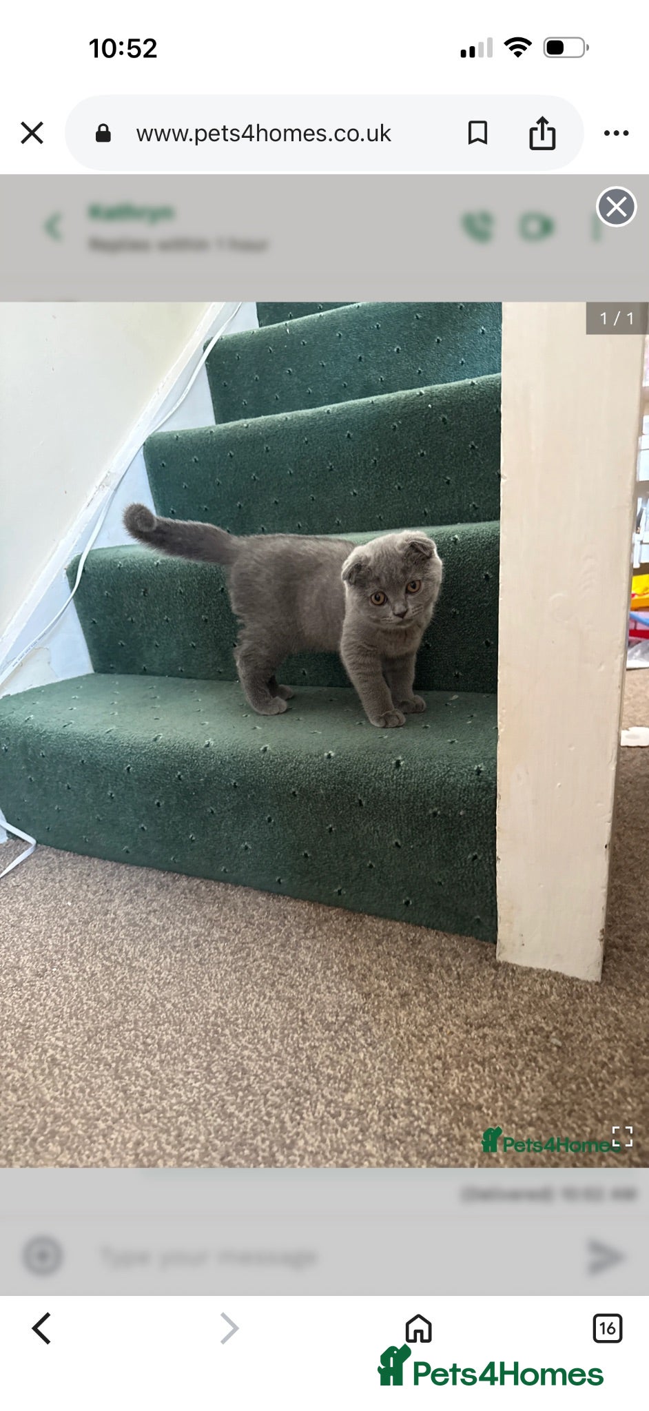 British Shorthair cats Beautiful British Shorthair & Scottish Fold Kitten - Advert 2