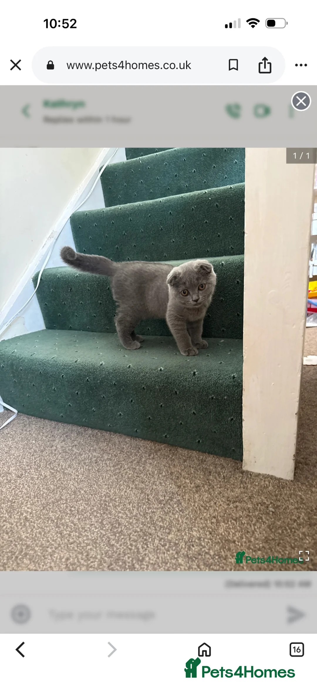 British Shorthair cats for sale: Beautiful British Shorthair & Scottish Fold Kitten - Advert 2