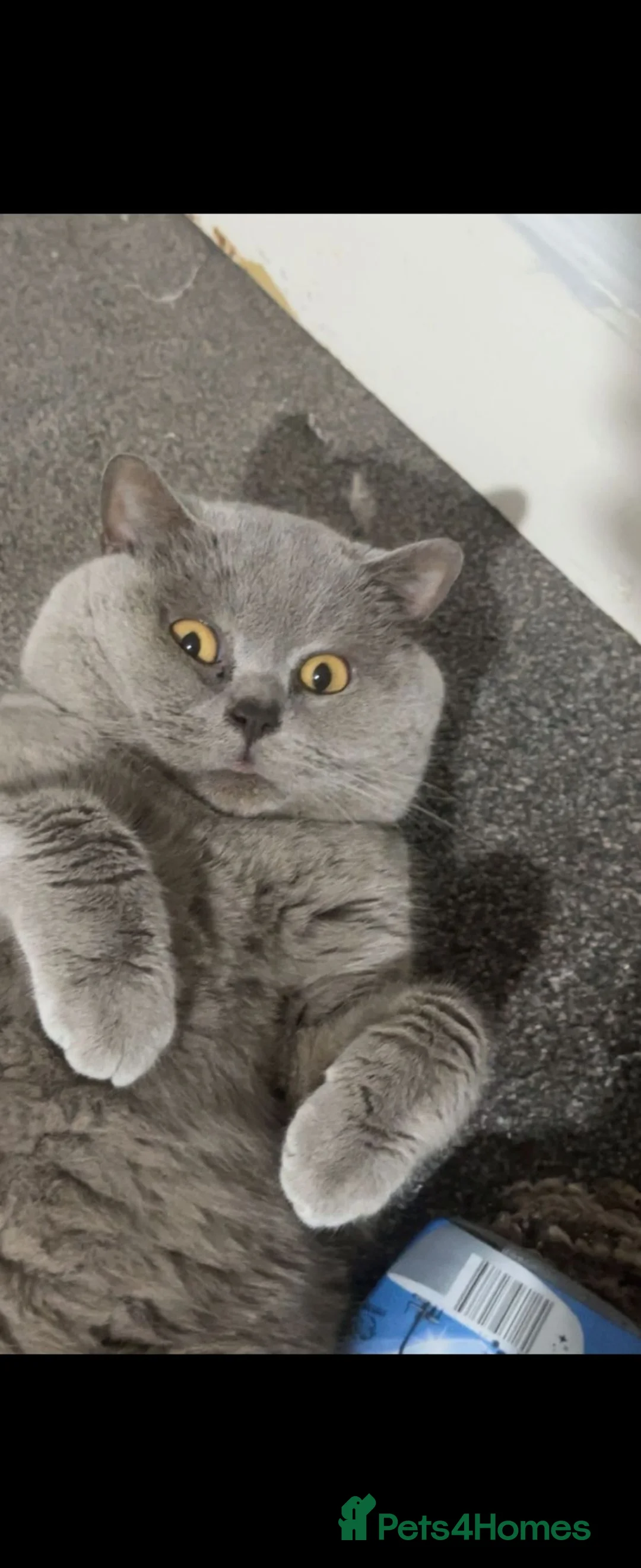British Shorthair cats for sale: British shorthairs  kittens  - Advert 9