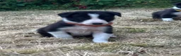 Border Collie dogs for sale: Stunning Border Collie Puppies in Llandovery - Advert 6