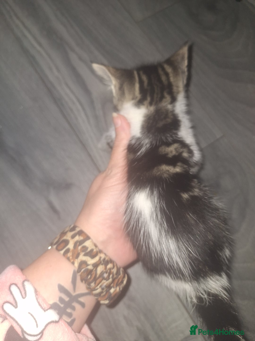 Domestic Shorthair cats for sale: Stunning kittens for sale. - Advert 13