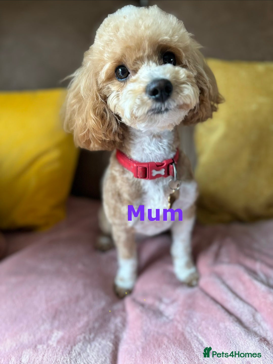 Maltipoo dogs for sale: 🌟Stunning Litter of Teddy🧸DNA tested Maltipoos  - Advert 10